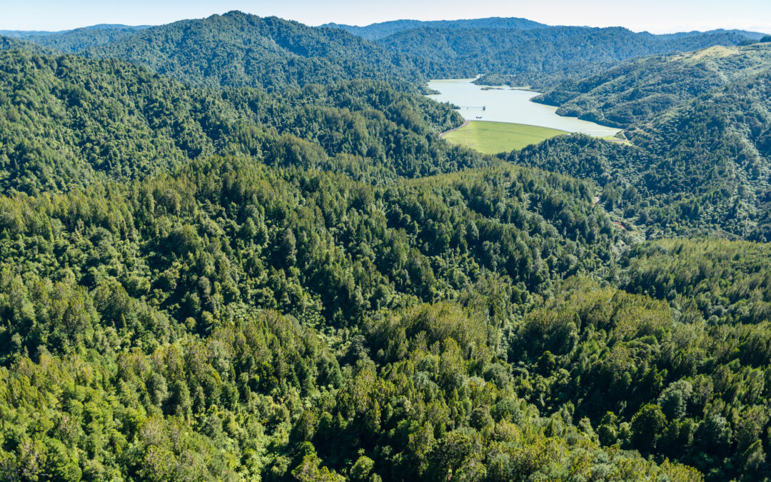 Kauri dieback: clean bill of health for Hūnua Ranges